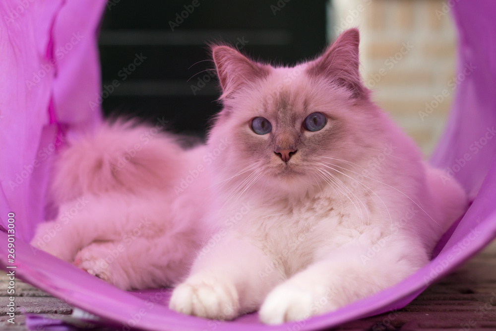 Obraz premium Birman cat sleeping in play tunnel