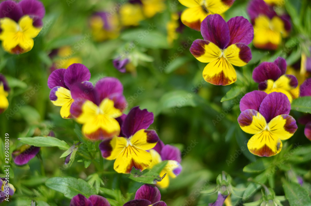 Flowers in a field. Natural flower background. Amazing nature view of flowers blooming in garden under the sun at the middle of summer day. Beautiful floral. Flowers in a field. Natural flower background. Amazing nature view of flowers blooming in garden under the sun at the middle of summer day. Beautiful floral.