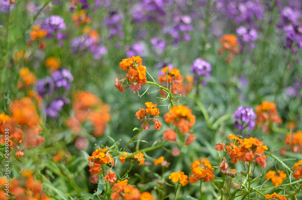 Natural flower background. Amazing nature view of flowers blooming in garden under the sun at the middle of summer day. Beautiful floral. Natural flower background. Amazing nature view of flowers blooming in garden under the sun at the middle of summer day. Beautiful floral.