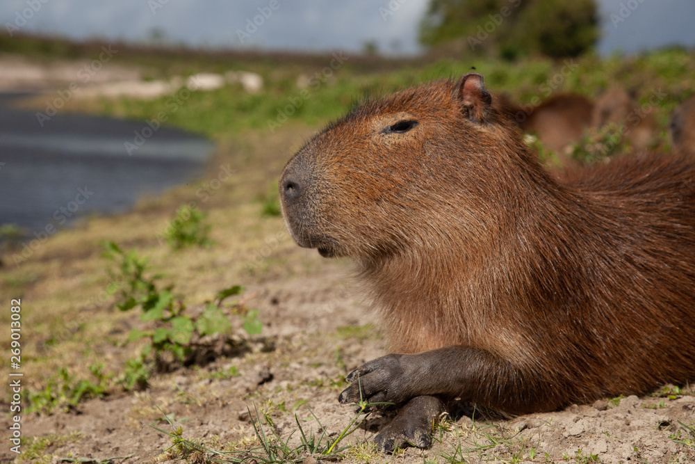 Capivara / capybara - Rio Grande do Sul state.