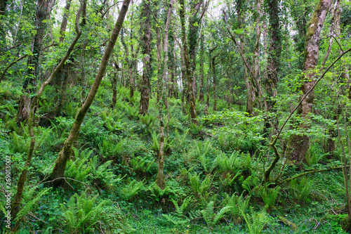 MARBLE ARCH NATIONAL NATURE RESERVE  CLADAGH GLEN IRELAND