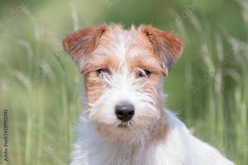 Wirehaired Jack Russell Terrier puppy portrait