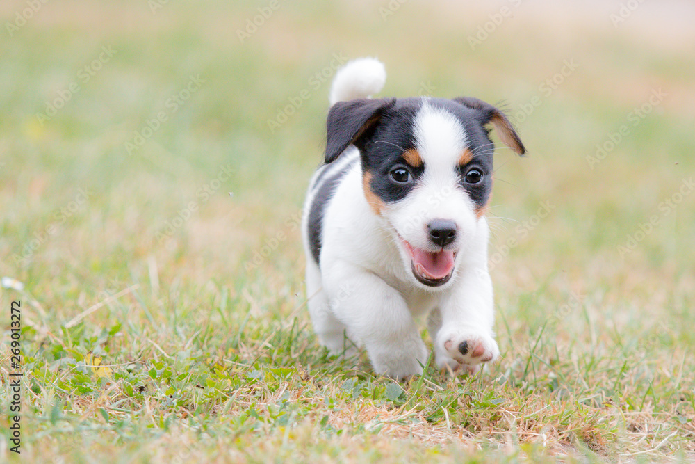Puppy Jack Russell Terrier portrait Puppy Jack Russell Terrier portrait