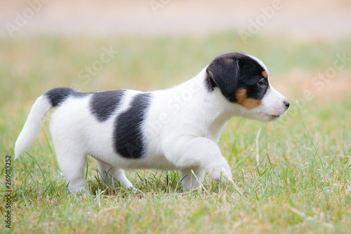 Puppy Jack Russell Terrier portrait