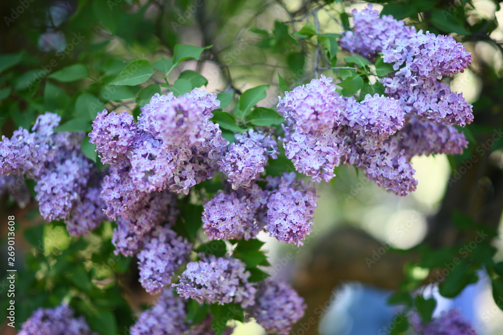 lilac in the garden