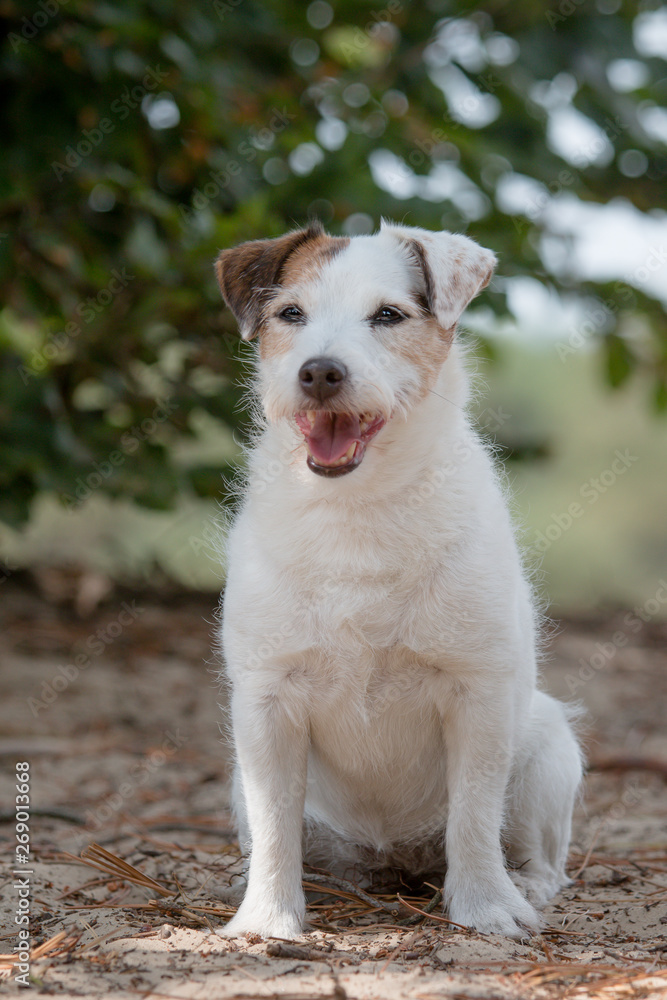 portrait of a wire-haired Jack Russell Terrier portrait of a wire-haired Jack Russell Terrier