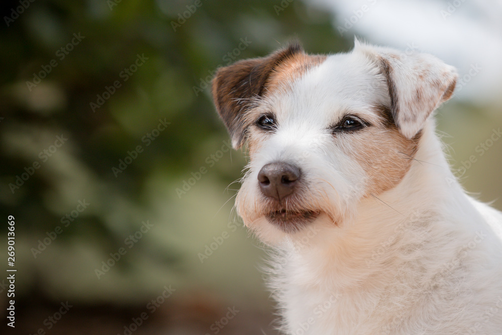 jack russell terrier portrait