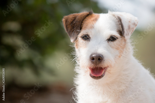 jack russell terrier close up