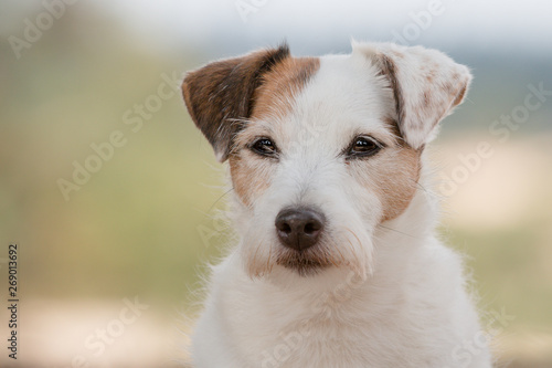 jack russell terrier senior portrait