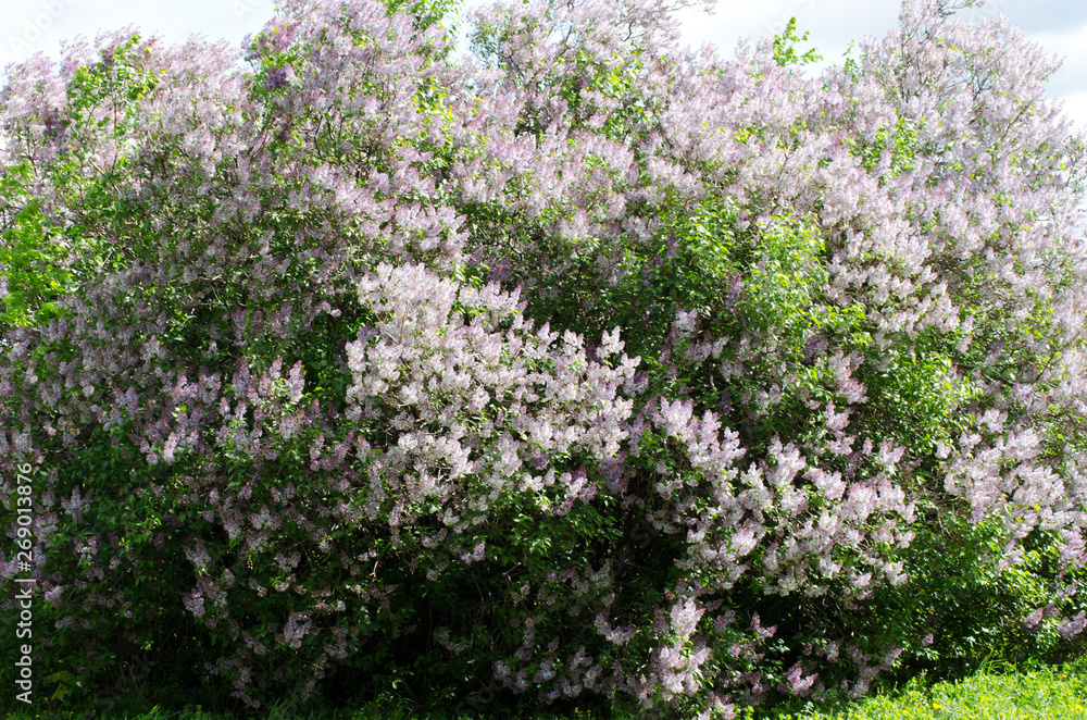 blooming lilac closeup, bright flower blooming lilac closeup, bright flower