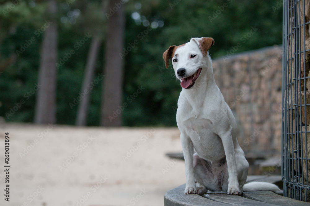 jack russell terrier