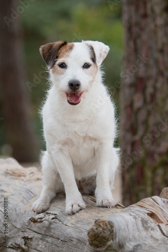 portrait of a Jack Russell Terrier