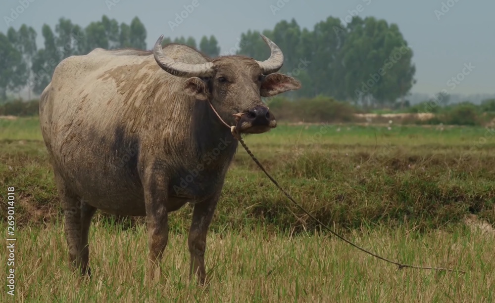 cow in field