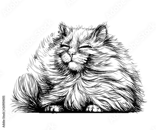 Wall sticker. Black and white, graphic, artistic drawing of a cute fluffy cat is pretty squinting in the sun.