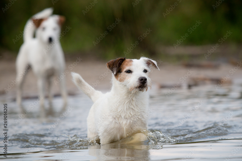 Obraz premium jack russell terrier playing in the water