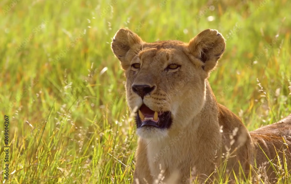 Obraz premium lioness in tge grass