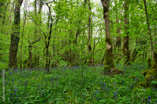 Fototapeta Naklejka Na Ścianę i Meble -  MARBLE ARCH NATIONAL NATURE RESERVE ,CLADAGH GLEN,IRELAND