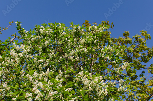 Fototapeta Naklejka Na Ścianę i Meble -  blooming bird cherry, outdoor landscape