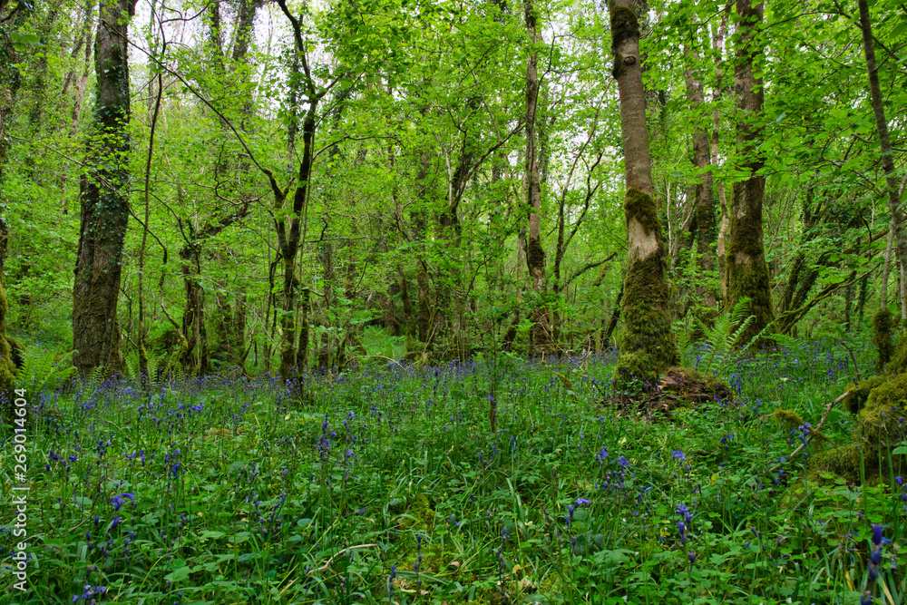 MARBLE ARCH NATIONAL NATURE RESERVE ,CLADAGH GLEN,IRELAND MARBLE ARCH NATIONAL NATURE RESERVE ,CLADAGH GLEN,IRELAND