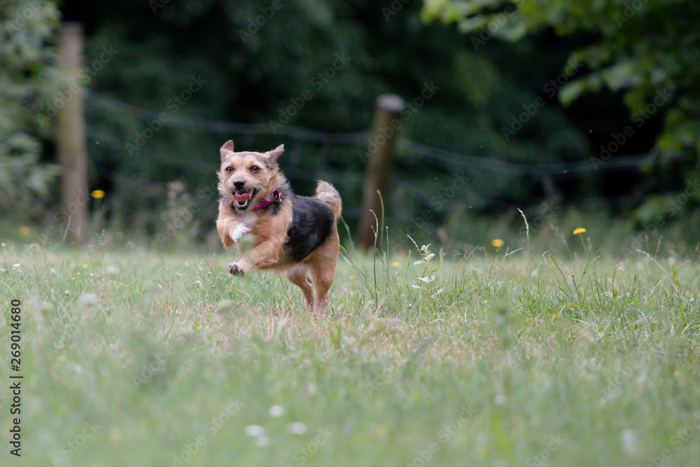 Small terrier running
