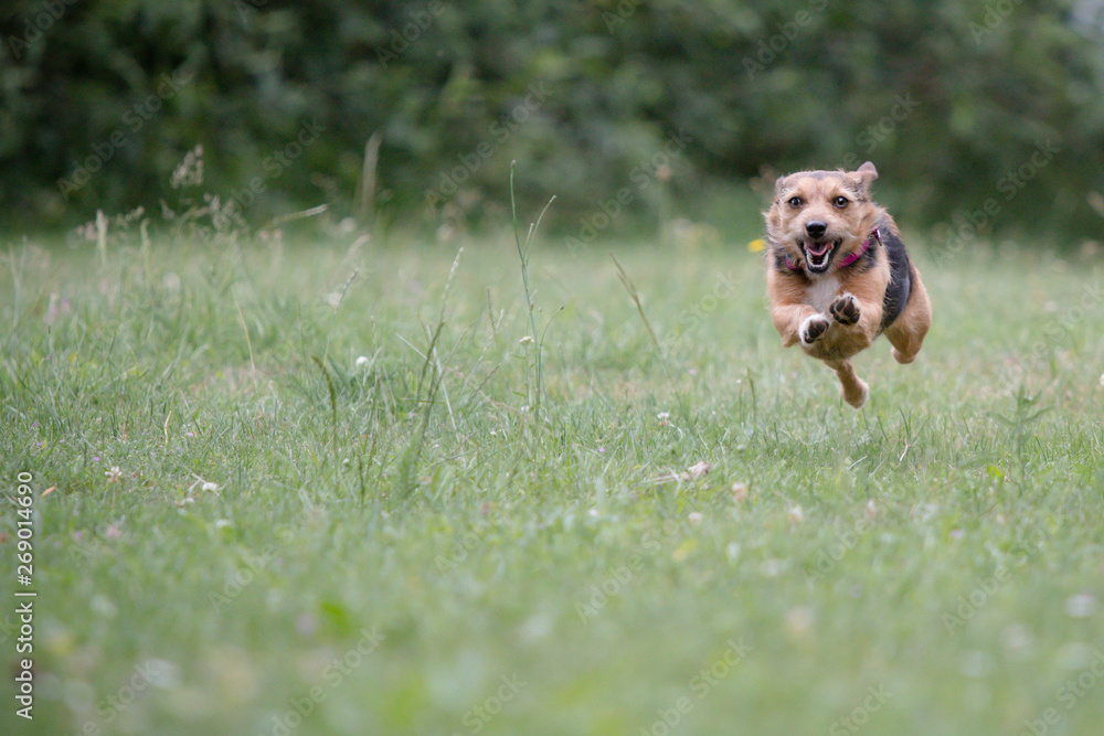 jack russell terrier running in the park jack russell terrier running in the park