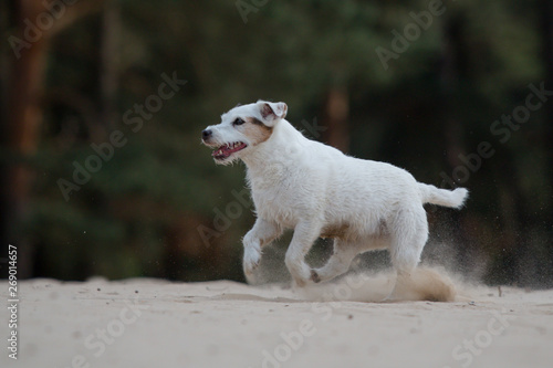 jack russell terrier dog