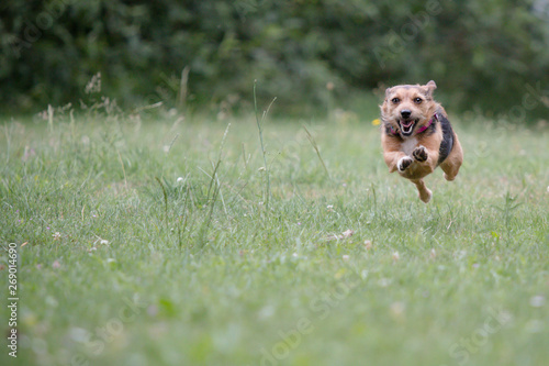 jack russell terrier running in the park