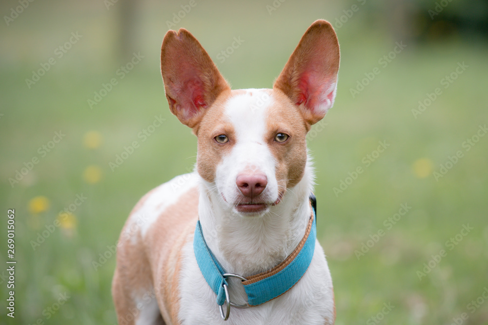 Spanish rescue dog portrait with big ears