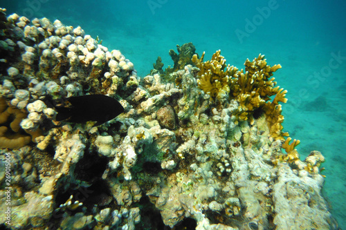 sea under water with corals