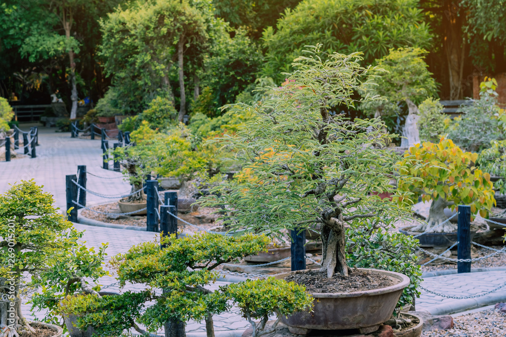 Variety of Bonsai trees were planted in pots and was many sorted for decoration in public garden.