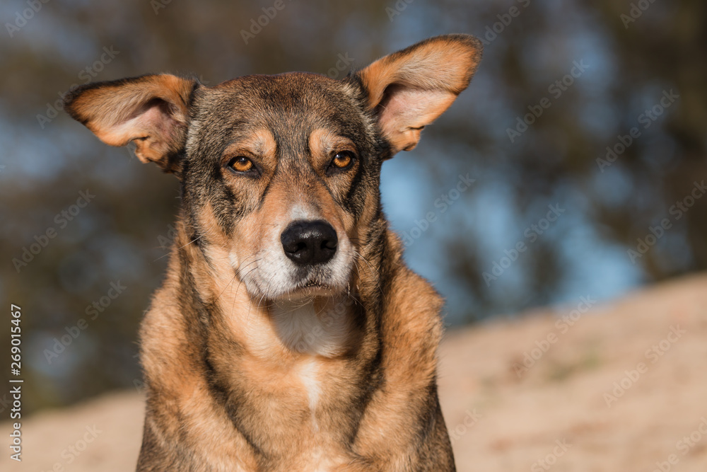 close up of a rescue dog