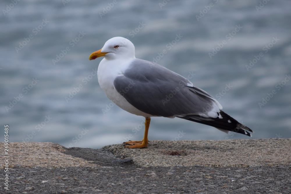 Gaviotas volando, comiendo y descansando durante el día en la costa de Galícia, España.