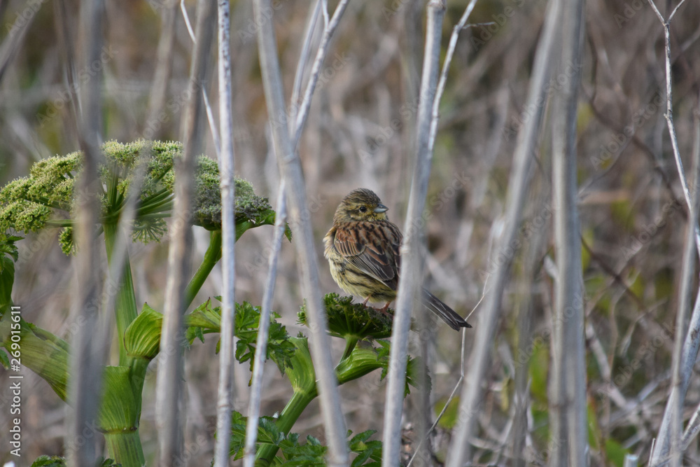 Pájaros variados tales como gorriones, petirrojos, pardillos o carrecines en su hàbitat natural, posados en lo alto de ramas y cañas. Pájaros variados tales como gorriones, petirrojos, pardillos o carrecines en su hàbitat natural, posados en lo alto de ramas y cañas.