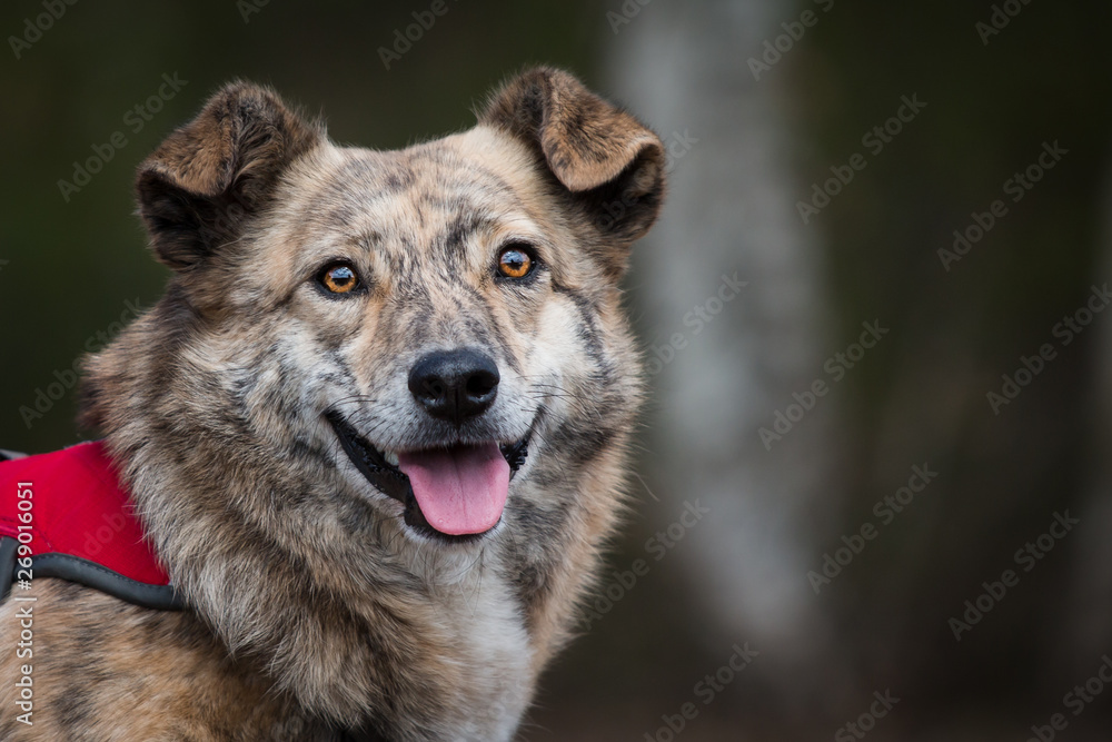 Fototapeta premium Rescue dog in the woods