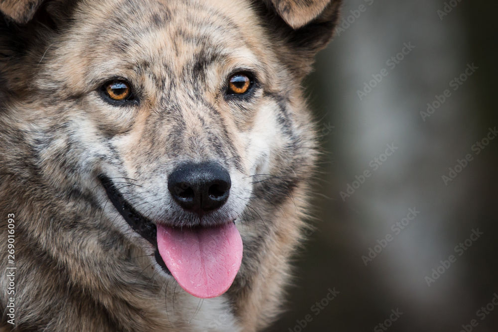 portrait of a rescue dog portrait of a rescue dog