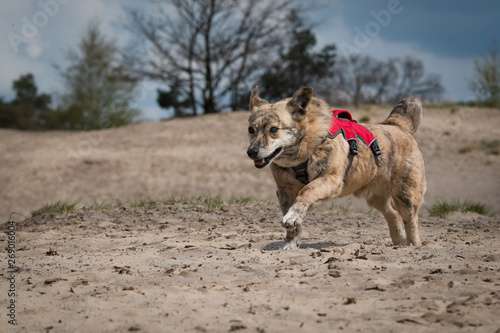 Rescue dog running in the field