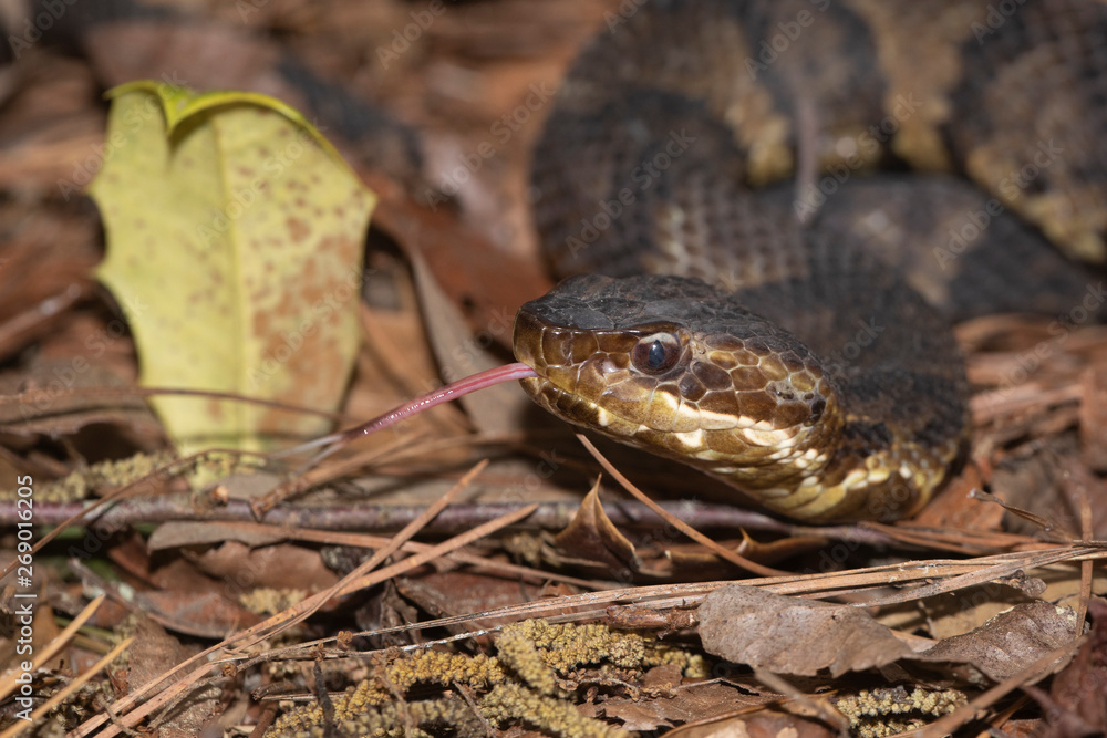 Fototapeta premium Eastern Cottonmouth (Water Moccasin) in North Carolina
