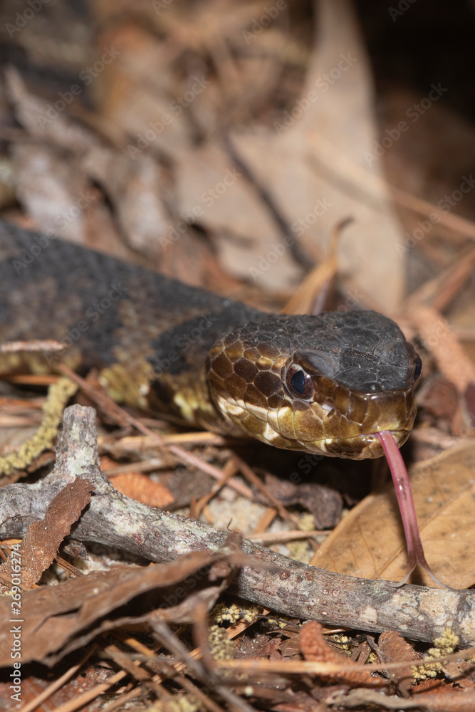 Eastern Cottonmouth (Water Moccasin) in North Carolina Eastern Cottonmouth (Water Moccasin) in North Carolina