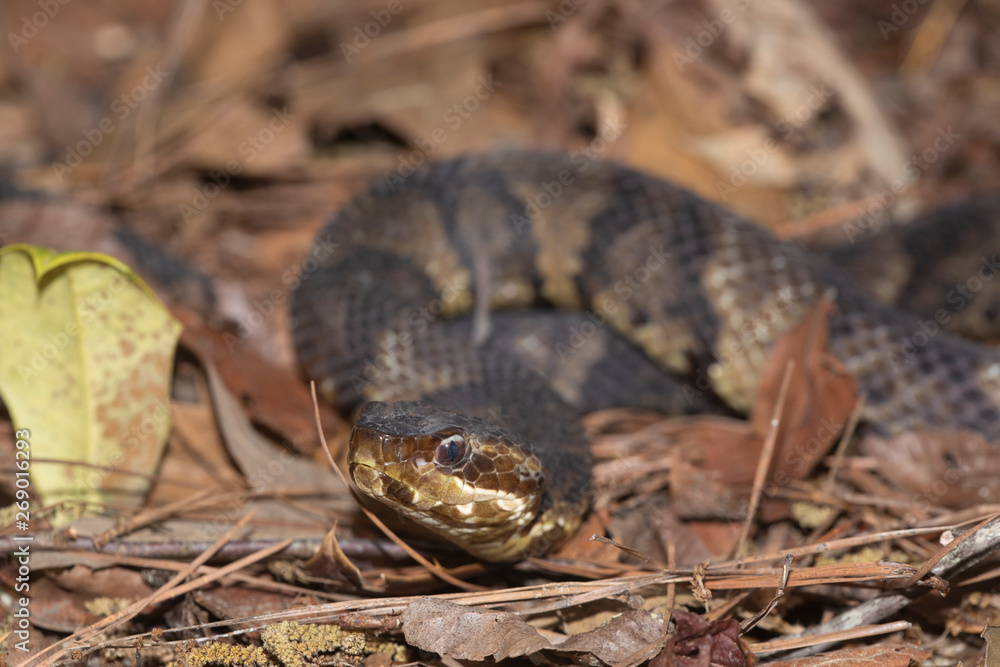 Fototapeta premium Eastern Cottonmouth (Water Moccasin) in North Carolina