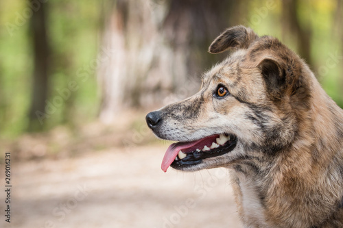 portrait of a brindle dog
