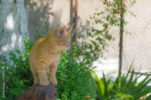 Red kitten on a stump on a sunny summer day in the park. in full growth. the kitten is looking to the left