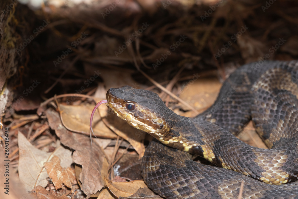 Eastern Cottonmouth (Water Moccasin) in North Carolina Eastern Cottonmouth (Water Moccasin) in North Carolina