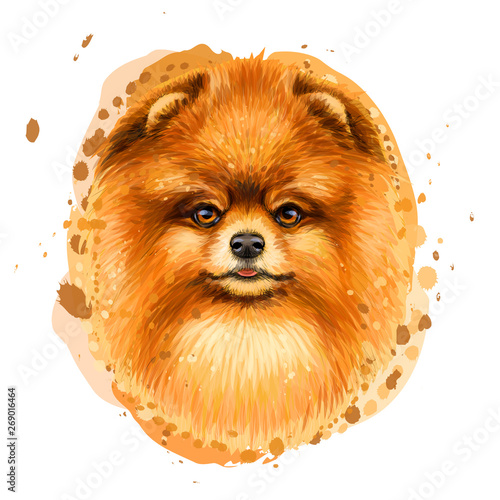 Color, artistic portrait of a cute Pomeranian / small German spitz dog with fluffy, red fur in a picturesque style on a white background with splashes of watercolor.