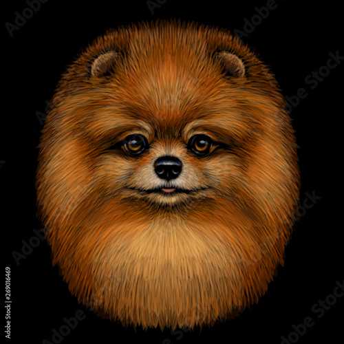 Graphic, color, artistic portrait of a cute Pomeranian / small German spitz dog with red fur on a black background.