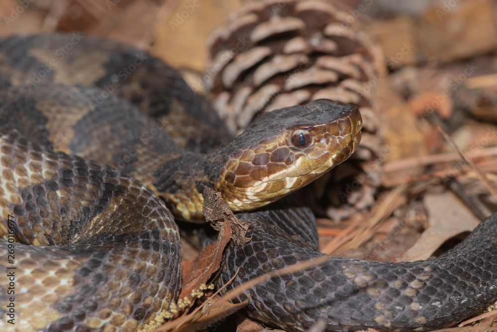 Eastern Cottonmouth (Water Moccasin) in North Carolina Eastern Cottonmouth (Water Moccasin) in North Carolina