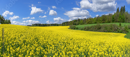 Malerisches blühendes Rapsfeld in einer leicht hügeligen Landschaft mit Büschen und Bäumen photo