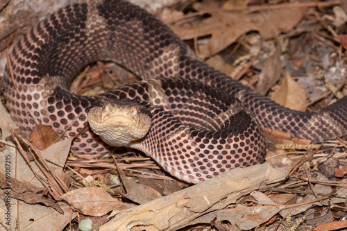 Jumping Pit Viper from Central America photo