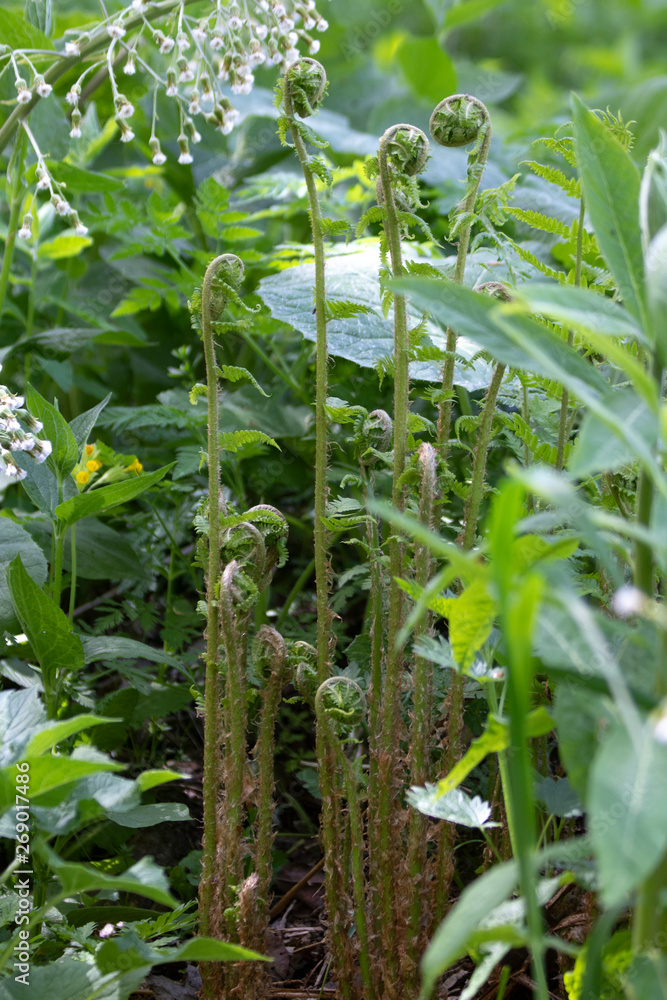 Obraz premium Young green curly leaves of ferns