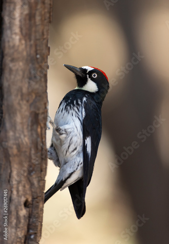 Acorn Woodpecker in Arizona Forest