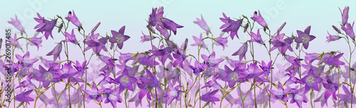 Fototapeta Naklejka Na Ścianę i Meble -  Spreading bellflowers lilac stripe